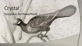  Presentation with old - Slides with violet turaco old illustration musophaga background and a  colored foreground