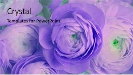  Presentation with flower condolenses - Cool new PPT theme with violet turquoise anemone flower bouquet backdrop and a light blue colored foreground