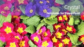  Presentation with purple flowers - Presentation theme enhanced with violet-viola-flowers-of-red background and a violet colored foreground