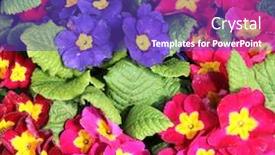  Presentation with purple flowers - Colorful slide set enhanced with violet-viola-flowers-of-red backdrop and a violet colored foreground