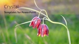  Presentation with flowers - Presentation theme enhanced with violet-wild-flowers-macro-shoot background and a coral colored foreground