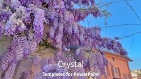  Presentation with season - Beautiful PPT layouts featuring violet wisteria flowers in spring season backdrop and a coral colored foreground