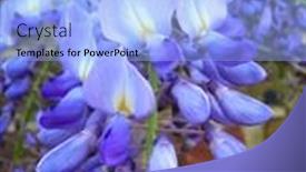  Presentation with flowers - Colorful PPT theme enhanced with violet wisteria flowers backdrop and a light blue colored foreground