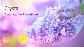  Presentation with flower watercolor - Amazing presentation theme having violets - lilac spring flowers bunch violet backdrop and a sky blue colored foreground