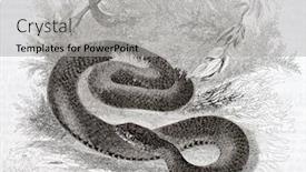  Presentation with paris - Amazing presentation design having vipera-old-illustration-black-variety backdrop and a light gray colored foreground