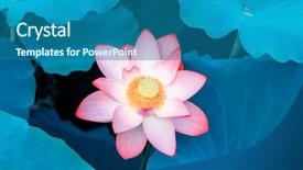  Presentation with lotus flower - Colorful slides enhanced with virtud - beautiful pink lotus flower plants backdrop and a ocean colored foreground