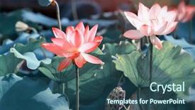  Presentation with lotus flower - Presentation theme with virtud - lotus flower and lotus flower background and a ocean colored foreground