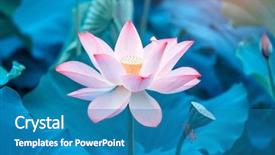  Presentation with drawing of pink lotus flower - Presentation theme having virtud - lotus flower and lotus flower background and a teal colored foreground