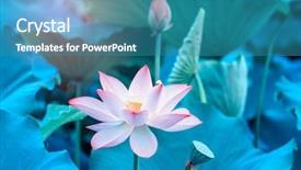  Presentation with blooming lotus flower of pink - Cool new presentation theme with virtud - lotus flower and lotus flower backdrop and a teal colored foreground