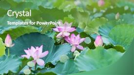  Presentation with lily lotus flower water - Beautiful presentation design featuring virtud - lotus flower and lotus flower backdrop and a tawny brown colored foreground