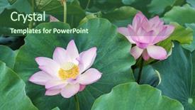  Presentation with lotus flower - Beautiful presentation theme featuring virtud - lotus flower and lotus flower backdrop and a ocean colored foreground