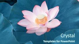  Presentation with drawing of pink lotus flower - Slides featuring virtud - lotus flower and lotus flower background and a ocean colored foreground