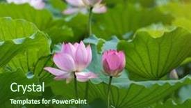  Presentation with blooming lotus flower of pink - PPT theme having virtud - lotus flower and lotus flower background and a tawny brown colored foreground