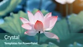  Presentation with blooming lotus flower of pink - Audience pleasing slide deck consisting of virtud - lotus flower and lotus flower backdrop and a ocean colored foreground
