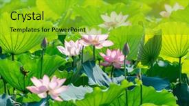  Presentation with pond - Amazing PPT layouts having virtud - lotus flower blooming in summer backdrop and a shamrock green colored foreground