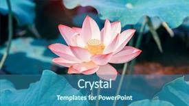  Presentation with pink lotus flower - Colorful presentation enhanced with virtue - beautiful pink lotus flower plants backdrop and a ocean colored foreground