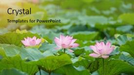  Presentation with blooming lotus flower of pink - Amazing presentation theme having virtues - lotus flower and lotus flower backdrop and a gold colored foreground