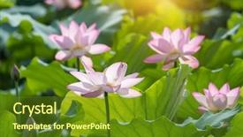  Presentation with lotus flower - PPT theme with virtues - lotus flower and lotus flower background and a tawny brown colored foreground