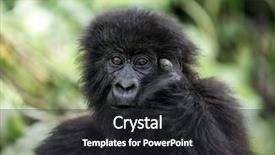  Presentation with africa - Colorful PPT layouts enhanced with virunga national park africa backdrop and a dark gray colored foreground