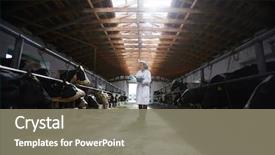  Presentation with dairy farm - Slides enhanced with virus - wide angle portrait of young background and a gray colored foreground
