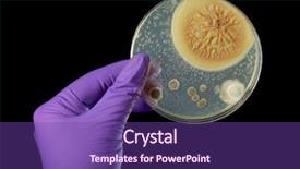  Presentation with petri dish - Beautiful PPT theme featuring viruses bacteria - hand in violet glove holds backdrop and a violet colored foreground