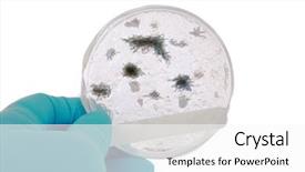  Presentation with lab bacteria - Beautiful PPT theme featuring viruses bacteria - lab assistant or researcher backdrop and a white colored foreground