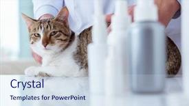  Presentation with vet - Presentation design with visiting vet for regular checkup background and a sky blue colored foreground