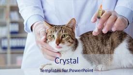  Presentation with cat and moon - PPT theme featuring visiting vet for regular checkup background and a sky blue colored foreground