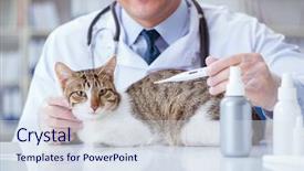  Presentation with dog cat stethescope - Amazing slide set having visiting vet for regular checkup backdrop and a sky blue colored foreground