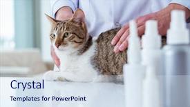  Presentation with vet - Slides with visiting vet for regular checkup background and a  colored foreground