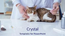  Presentation with vet - Cool new slide set with visiting vet for regular checkup backdrop and a sky blue colored foreground