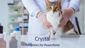  Presentation with vet - Audience pleasing PPT layouts consisting of visiting vet for regular checkup backdrop and a lemonade colored foreground