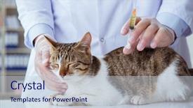  Presentation with cat and moon - Slide deck consisting of visiting vet for regular checkup background and a  colored foreground