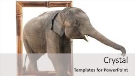  Presentation with bamboo - Colorful theme enhanced with visual effects - baby elephant elephas maximus backdrop and a light gray colored foreground