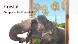  Presentation with bamboo - Audience pleasing PPT theme consisting of visual effects - elephant elephas maximus in bamboo backdrop and a white colored foreground