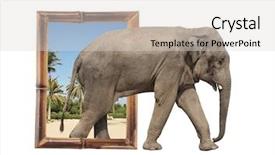  Presentation with elephant maximus - Theme enhanced with visual effects - elephant elephas maximus in bamboo background and a light gray colored foreground