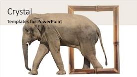  Presentation with elephant maximus - Cool new theme with visual effects - elephant elephas maximus in bamboo backdrop and a coral colored foreground