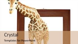  Presentation with wooden floor and gold frame - Audience pleasing PPT layouts consisting of visual effects - giraffe in wooden frame backdrop and a coral colored foreground