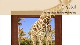  Presentation with wooden floor and gold frame - Beautiful PPT theme featuring visual effects - giraffe in wooden frame backdrop and a coral colored foreground