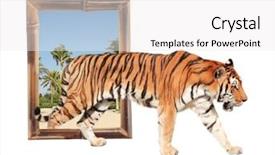  Presentation with tiger - PPT theme with visual effects - tiger coming background and a white colored foreground