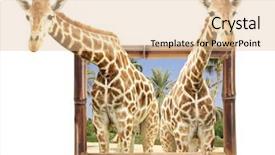  Presentation with bamboo - Beautiful PPT theme featuring visual effects - two giraffes in bamboo frame backdrop and a lemonade colored foreground