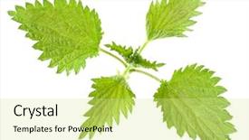  Presentation with anemia - PPT layouts with vitamins a c iron background and a soft green colored foreground