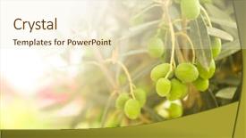  Presentation with olive tree - Cool new presentation design with vitamins sun - olive tree close-up backdrop and a cream colored foreground