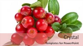  Presentation with of fireball isolated - PPT layouts having vitez - cowberry lingonberry vaccinium vitis-idaea isolated background and a coral colored foreground