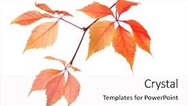  Presentation with branch - Cool new PPT theme with vitis - branch of autumn leaves isolated backdrop and a sky blue colored foreground