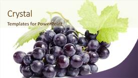 Presentation with grape vine black grapes - Presentation design featuring vitis - bunch of grapes on white background and a cream colored foreground