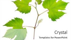  Presentation with grape - Presentation design with vitis - fresh grape leaves isolated background and a  colored foreground
