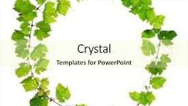  Presentation with grapevine - Amazing theme having vitis - fresh grapevine circle border backdrop and a blonde colored foreground