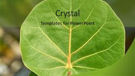  Presentation with green leaf - Presentation theme featuring vitis - green leaf of grape plant background and a  colored foreground