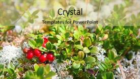  Presentation with coffe berry - PPT theme with vitis - wild berry also known background and a yellow colored foreground